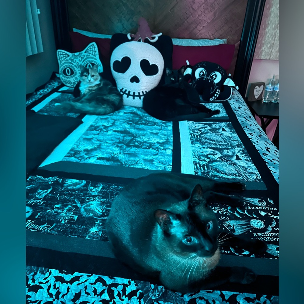 Meet your Posher, Tara - Picture 4 of 4